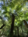 Cyathea smithii, katote or SmithÃ¢â¬â¢s tree fern Royalty Free Stock Photo