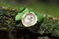 Cyathus olla.Bird`s nest mushroom, Cyathus striatus, abstract nature photo Royalty Free Stock Photo