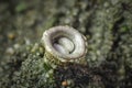 Cyathus olla is a species of saprobic fungus in the genus Cyathus of the family Nidulariaceae Royalty Free Stock Photo