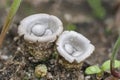 Cyathus olla is a species of saprobic fungus in the genus Cyathus of the family Nidulariaceae