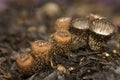 Cyathus striatus Royalty Free Stock Photo