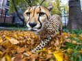 Cyber cheetah sprints urban park Royalty Free Stock Photo