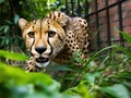 Cyber cheetah sprints urban park Royalty Free Stock Photo