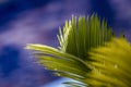 Cyca palm leaves on blue background