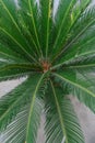 Cycad Royalty Free Stock Photo