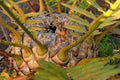 Cycad center encephalartos aemulans Royalty Free Stock Photo