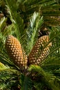 Cycad cone Encephalartos Royalty Free Stock Photo