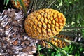 Cycad cone, Encephalartos Transvenosus Royalty Free Stock Photo
