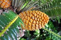 Cycad cone, Encephalartos Transvenosus