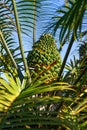 Cycad cone lepidozamia peroffskyana