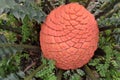 Cycad cone Royalty Free Stock Photo
