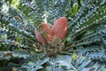 Cycad and Cones Royalty Free Stock Photo