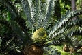 Cycad Encephalartos arenarius x trispinisus - palm-like plant with large cone