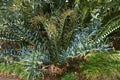 Cycad Encephalartos horridus in Tropical garden in Funchal, Madeira island