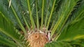 Cycad fern leaves in forest, California USA. Green fresh juicy natural botanical leafage. Encephalartos or zamiaceae Royalty Free Stock Photo