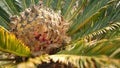 Cycad fern leaves in forest, California USA. Green fresh juicy natural botanical leafage. Encephalartos or zamiaceae Royalty Free Stock Photo