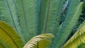 Cycad fern leaves in forest, California USA. Green fresh juicy natural botanical leafage. Encephalartos or zamiaceae Royalty Free Stock Photo