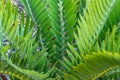 Cycad hybrid, Encephalartos horridus x longifolius Royalty Free Stock Photo