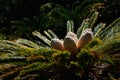 Cycad leaves and cones Royalty Free Stock Photo