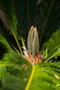 Cycad leaves in hot sun