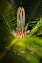 Cycad leaves in hot sun