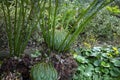 Cycad limited to Hainan, China cycas hainanensis Royalty Free Stock Photo