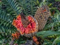 Cycad With Orange Fruit Seeds.