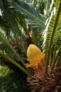Cycad - palm-like tropical and subtropical plant with large cone