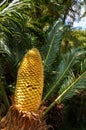 Cycad palm-like tropical and subtropical plant with large cone