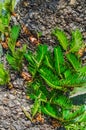 Cycad palm