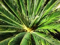 cycad palm texture