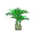 Cycad palm tree isolated on white background Royalty Free Stock Photo