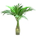 Cycad palm tree isolated on white background Royalty Free Stock Photo