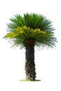 Cycad palm tree isolated Royalty Free Stock Photo