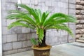 Cycad palm tree