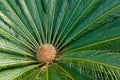 Cycad Plant from Above Royalty Free Stock Photo