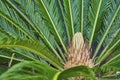 Cycad Plant Close-Up with Seed Cone in Tropical Setting Royalty Free Stock Photo