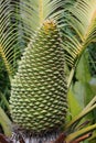 Cycad plant Royalty Free Stock Photo