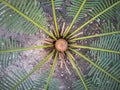 Cycad plant in the garden. Royalty Free Stock Photo