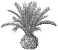 Cycad plant illustration, drawing, engraving, ink, line art, vector