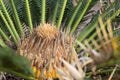 Cycad plant with new leaves Royalty Free Stock Photo