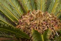 Cycad plant with new leaves and seeds