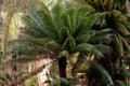 Cycad Plant Tree Royalty Free Stock Photo