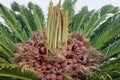 Cycad reproductive parts, female cone and seeds. Sago Palm tree fruit Cycad. Cycas revoluta.