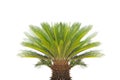 Cycad revoluta on a white background.