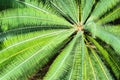 Cycad scientific name is Cycas circinalis L. Royalty Free Stock Photo