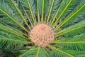 Cycad scientific name is Cycas circinalis L. Royalty Free Stock Photo