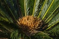 Cycad scientific name is Cycas circinalis L. Families Cycadaceae. Cycas close up with lyzard on the heart of the palm.