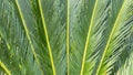 Cycad scientific name is Cycas circinalis L. Families Cycadaceae. Royalty Free Stock Photo