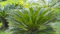 Cycad scientific name is Cycas circinalis L. Families Cycadaceae. Royalty Free Stock Photo